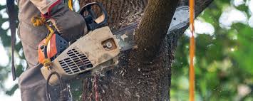 Best Emergency Tree Removal  in Wyoming, IL