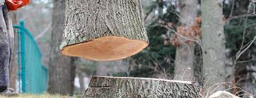 How Our Tree Care Process Works  in  Wyoming, IL